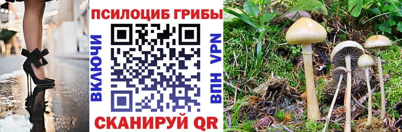 сколько стоит  дарк нет наркотические препараты  Псилоцибиновые грибы Psilocybe  Кушва 
